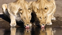 Animals Namibia Lions