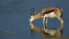 Animals Namibia national park antelope springbok