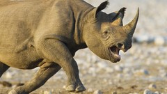 Animals Namibia national park charging black rhinoceros