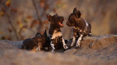 Animals national geographic