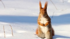 Animals national geographic