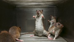 Animals national geographic