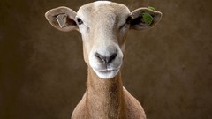 Animals national geographic