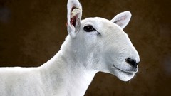 Animals national geographic