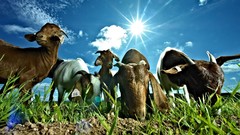 Animals national geographic