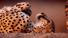 Animals national geographic