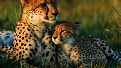 Animals national geographic