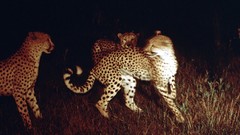 Animals national geographic