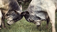 Animals national geographic