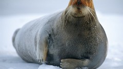 Animals national geographic