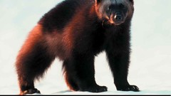 Animals national geographic