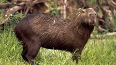 Animals national geographic