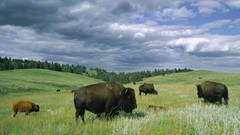 Animals national geographic