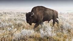 Animals national geographic