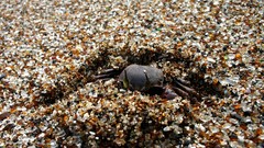 Animals national geographic