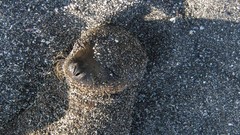 Animals national geographic