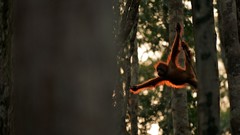 Animals national geographic