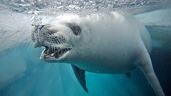 Animals national geographic