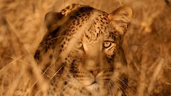 Animals national geographic