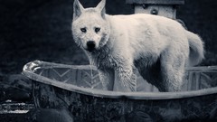 Animals national geographic