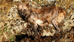 Animals national geographic