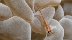 Animals national geographic