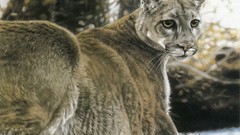 Animals national geographic