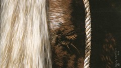 Animals national geographic