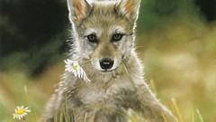 Animals national geographic