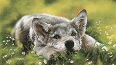 Animals national geographic