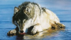 Animals national geographic