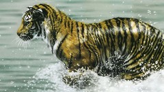 Animals national geographic