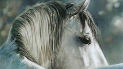 Animals national geographic