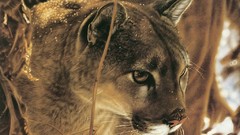 Animals national geographic