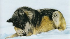 Animals national geographic