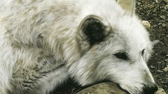 Animals national geographic