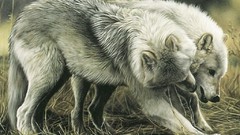 Animals national geographic