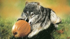 Animals national geographic