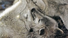 Animals national geographic