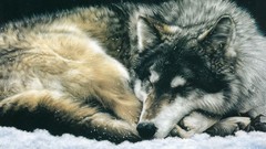 Animals national geographic