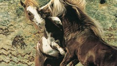 Animals national geographic