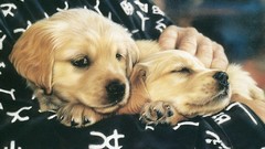 Animals national geographic