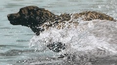 Animals national geographic