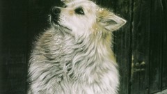 Animals national geographic