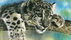 Animals national geographic