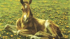 Animals national geographic