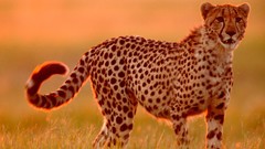 Animals national geographic