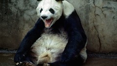 Animals national geographic