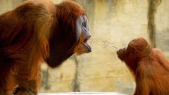 Animals national geographic