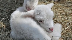 Animals national geographic